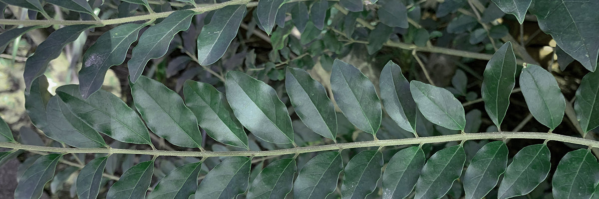rongoa-rau-harvested